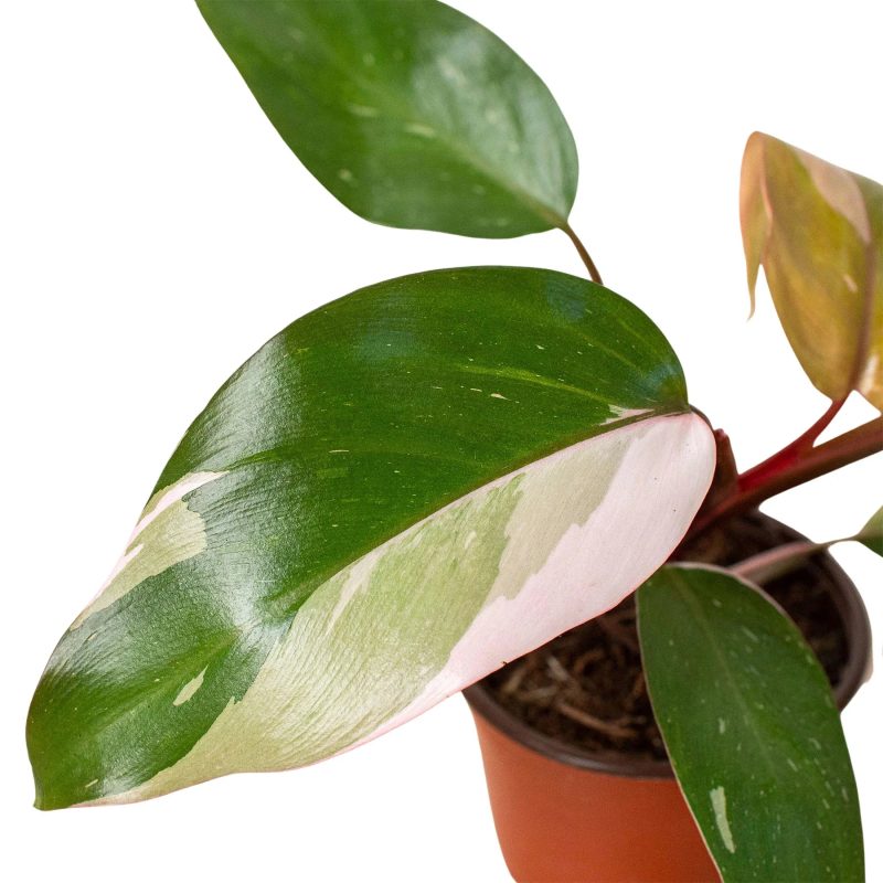 4 PHILODENDRON PINK PRINCESS 2.1 1800x1800 cfcf3fdd 7bc8 4ed2 94b9 a329c615d82f