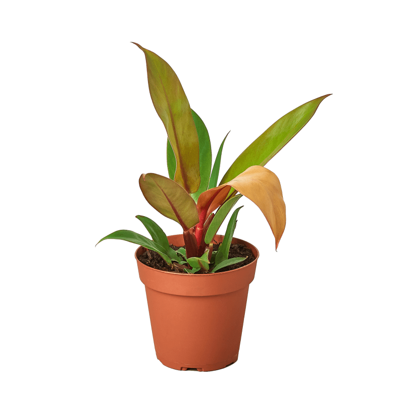 4 PHILODENDRON PRINCE.ORANGE 1