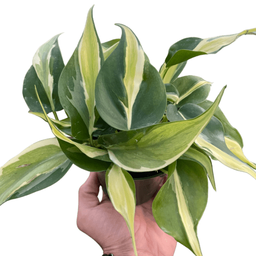 4 PHILODENDRON SILVER.STRIPE TEMP.Square