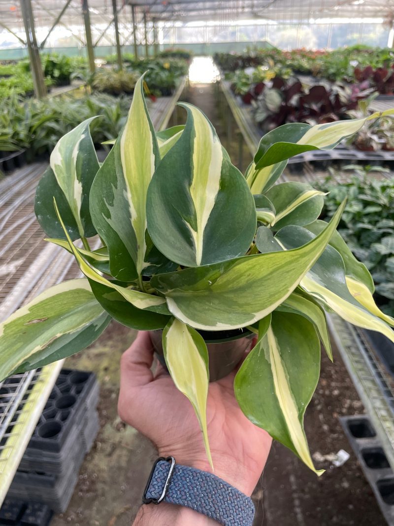 4 PHILODENDRON SILVER.STRIPE TEMP 2.29.24