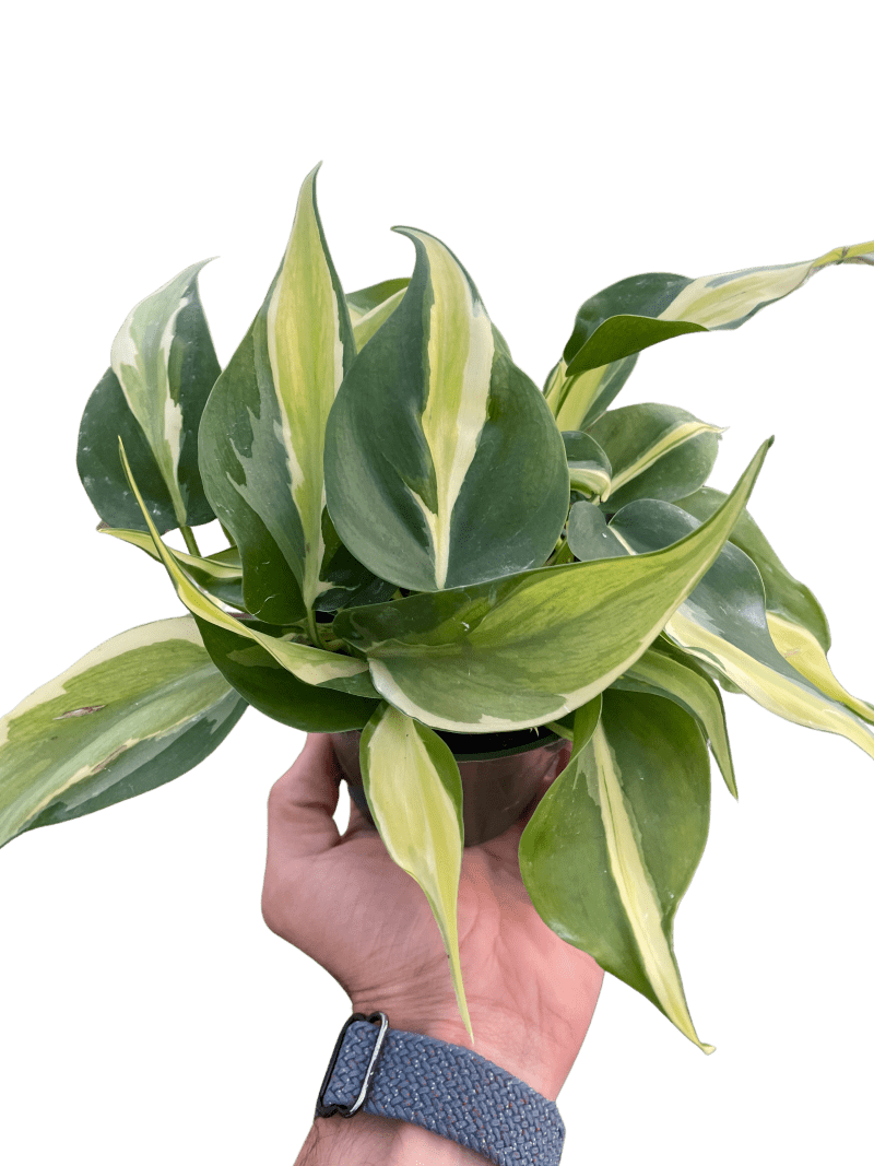 4 PHILODENDRON SILVER.STRIPE TEMP 2.29.24