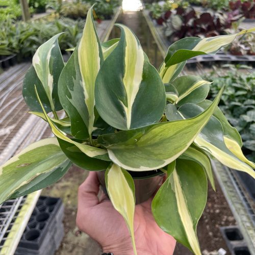 4 PHILODENDRON SILVER.STRIPE TEMP 2.29.24 ad59f5a5 14b3 4747 bd34 0c6e4df92cfe