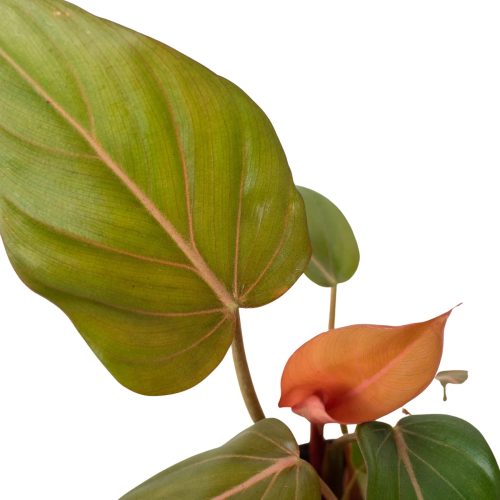 4 PHILODENDRON SUMMER.GLORY 2 1800x1800 0170fea6 eb4a 463c b3c0 1aa2f42f718e