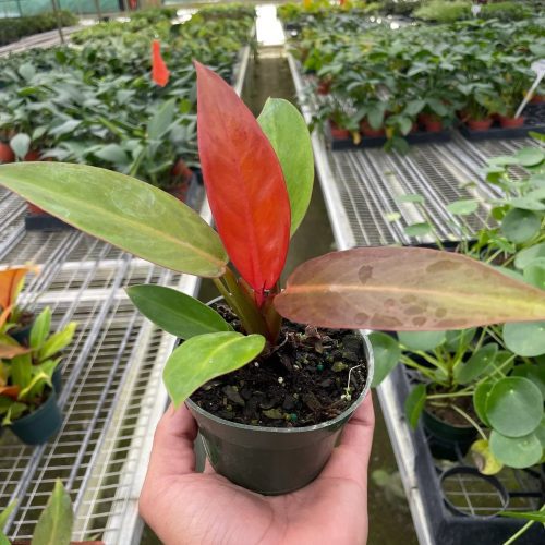 4 PHILODENDRON SUN.RED TEMP 1536x2048 9eef2589 6b9d 44a4 8949 59a03d8d789c