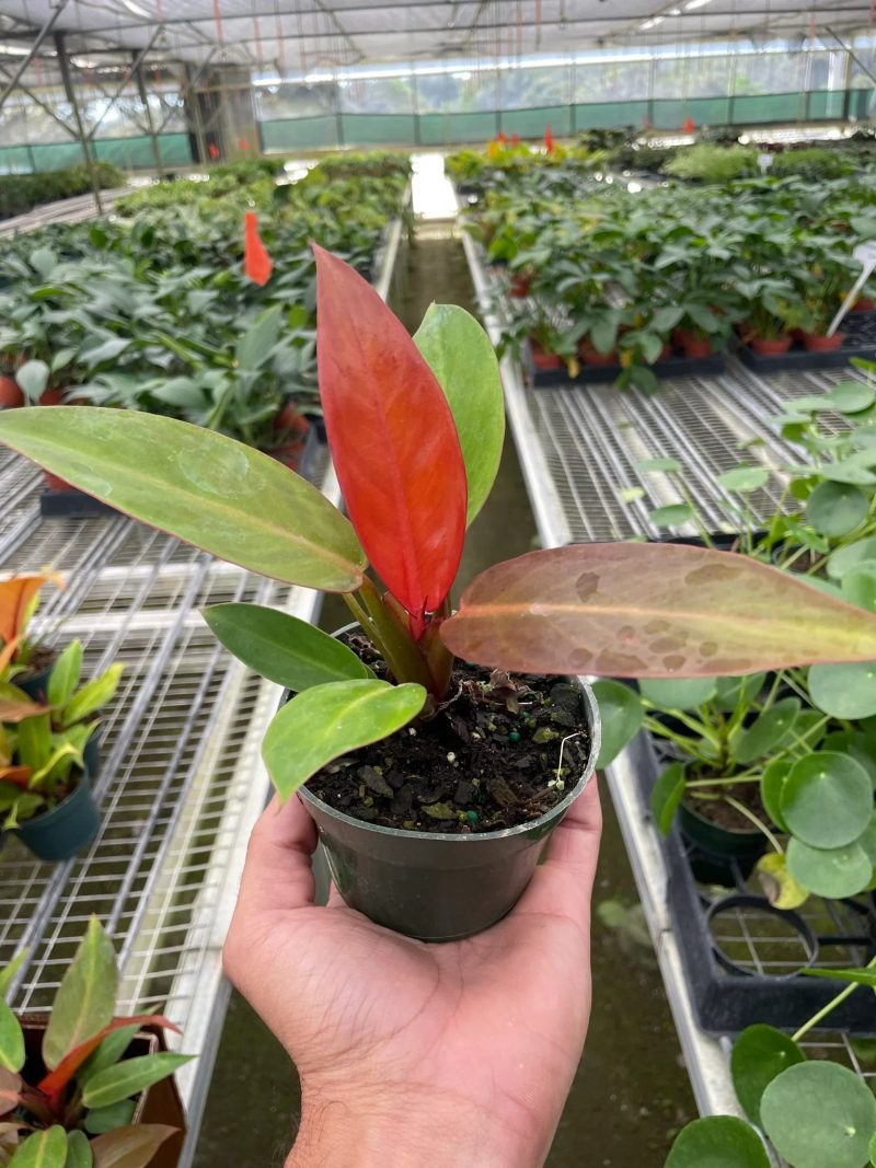 4 PHILODENDRON SUN.RED TEMP 1536x2048 9eef2589 6b9d 44a4 8949 59a03d8d789c