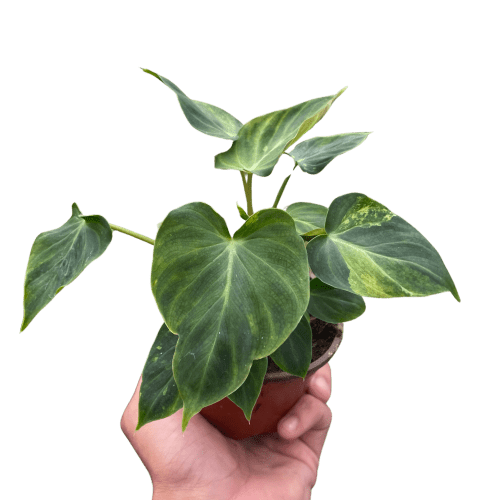 4 PHILODENDRON VERRUCOSUM TEMP 10.13.23