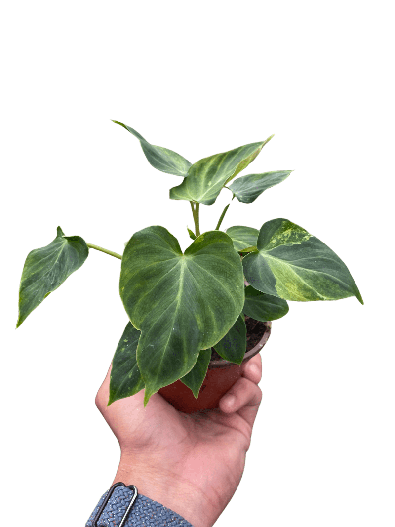 4 PHILODENDRON VERRUCOSUM TEMP 10.13.23