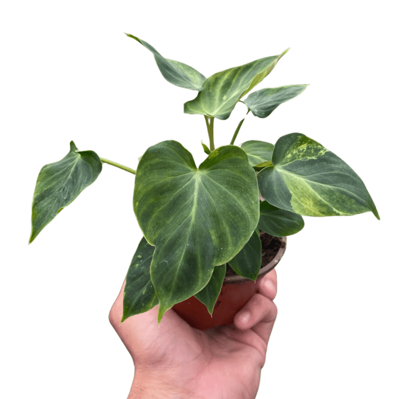 4 PHILODENDRON VERRUCOSUM TEMP 10.13.23.Square