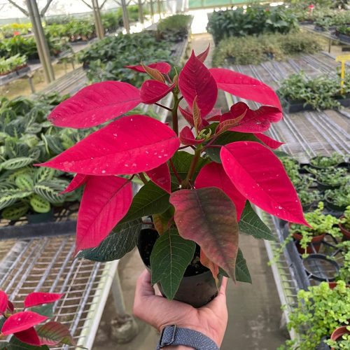 4 POINSETTIA RED TEMP 11.7.23 1800x2400 217348a5 5216 4874 9eba 94451ef7d15a