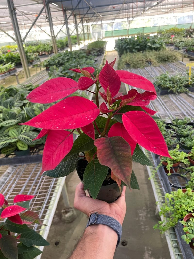 4 POINSETTIA RED TEMP 11.7.23 1800x2400 217348a5 5216 4874 9eba 94451ef7d15a