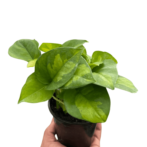 4 POTHOS GLOBAL.GREEN TEMP