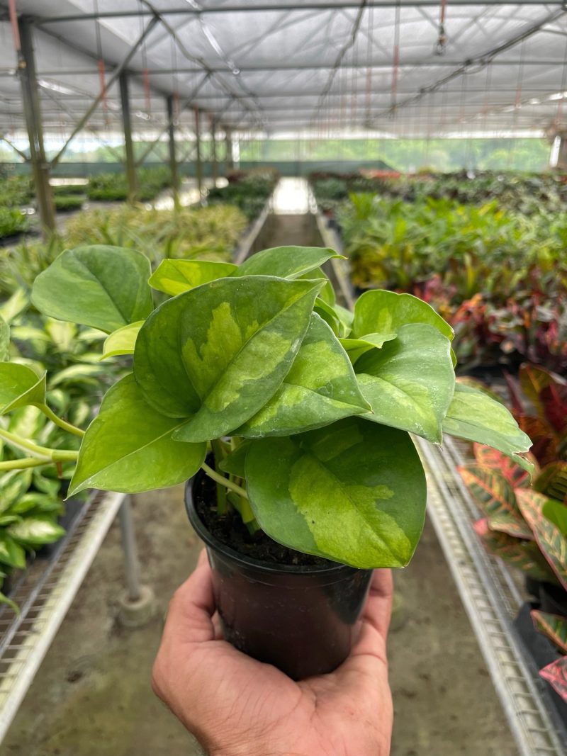 4 POTHOS GLOBAL.GREEN TEMP