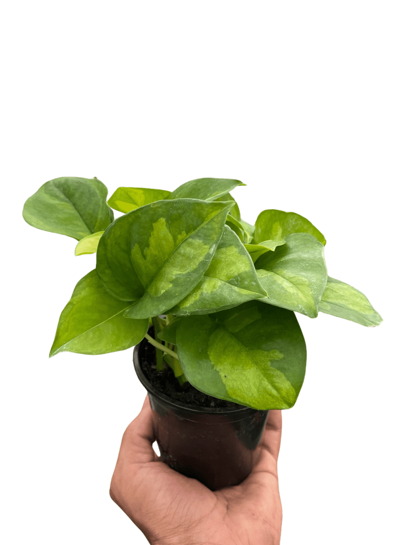 4 POTHOS GLOBAL.GREEN TEMP