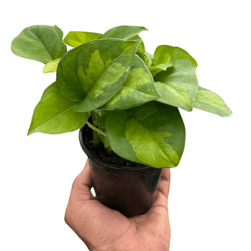 4 POTHOS GLOBAL.GREEN TEMP.Square