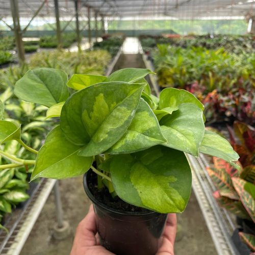 4 POTHOS GLOBAL.GREEN TEMP 0c454158 76b1 43d2 a627 0e84fff250d9