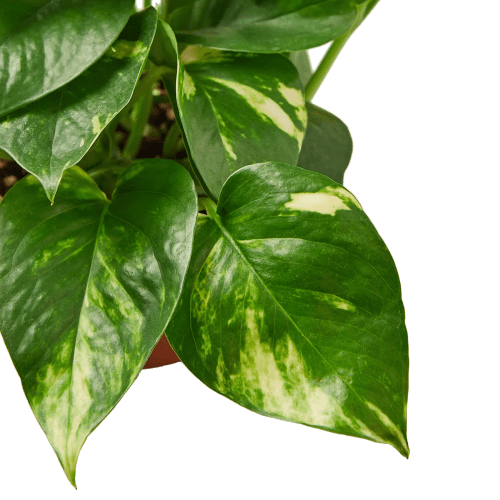 4 POTHOS GOLDEN 2 1800x1800 372b8591 4b8d 4a58 bfcb 9f6173dae95e