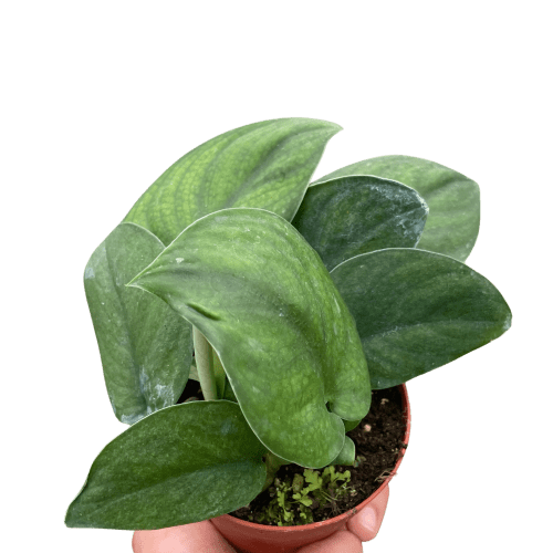 4 POTHOS JADE.SATIN TEMP