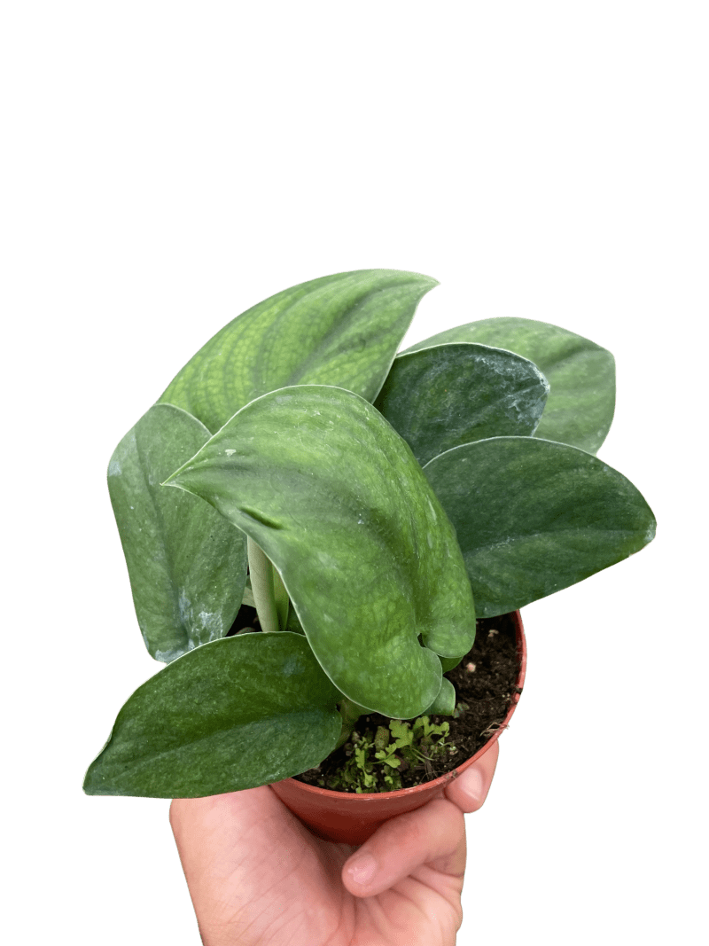 4 POTHOS JADE.SATIN TEMP