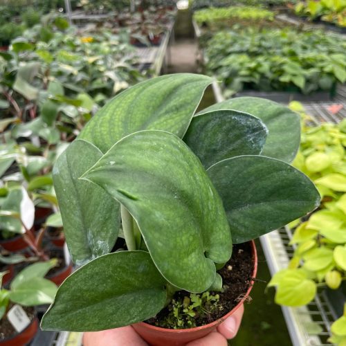 4 POTHOS JADE.SATIN TEMP 12b74894 c01c 4eee 91be 8a776214752b