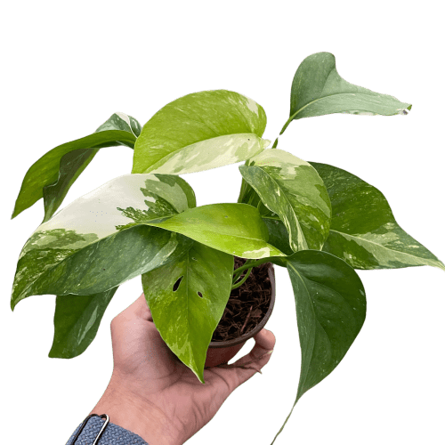 4 POTHOS PINNATUM.ALBO TEMP 10.24.23