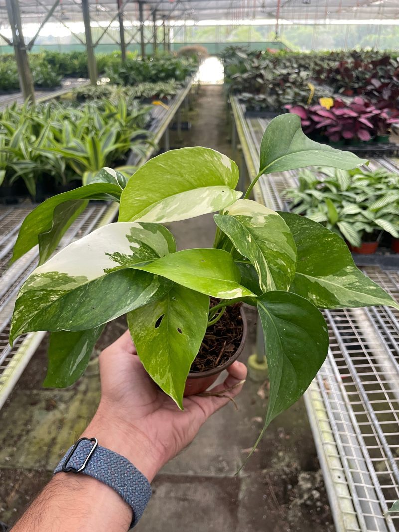 4 POTHOS PINNATUM.ALBO TEMP 10.24.23