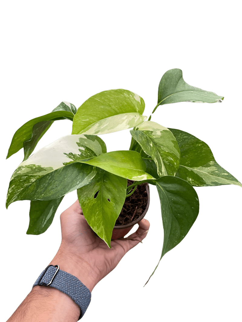 4 POTHOS PINNATUM.ALBO TEMP 10.24.23