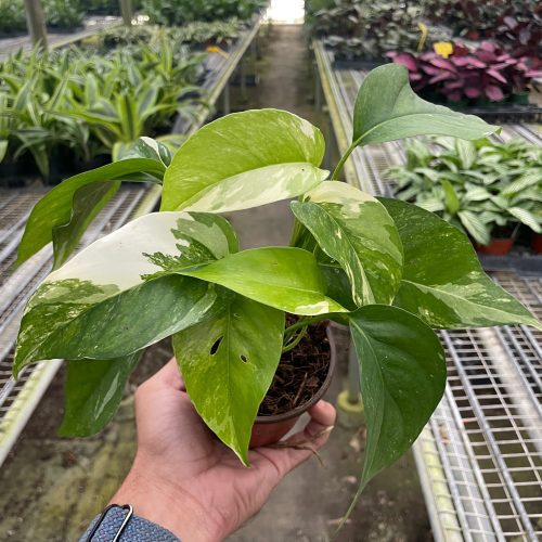 4 POTHOS PINNATUM.ALBO TEMP 10.24.23 f8ef9ae8 7cae 466d 8cbd 26a373d2d0b6