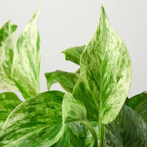 4 POTHOS SNOW.QUEEN 2 1800x1800 8c92bf49 4e93 47db 9e79 c223f073e22e