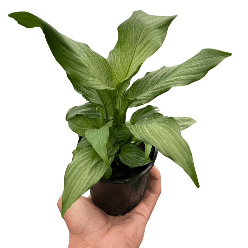 4 SPATHIPHYLLUM PLATINUM TEMP.Square