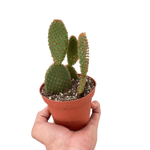 4 SUCC CACTUS MICRODASY TEMP