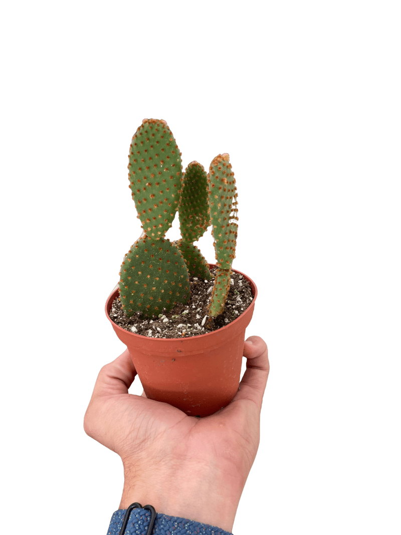 4 SUCC CACTUS MICRODASY TEMP