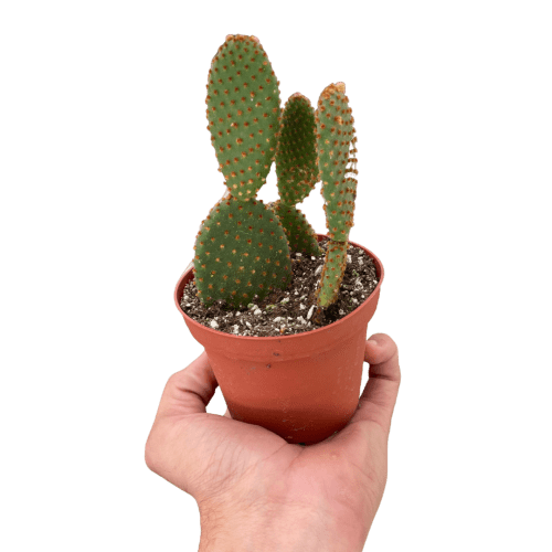 4 SUCC CACTUS MICRODASY TEMP.Square