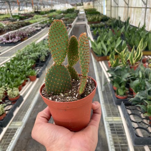 4 SUCC CACTUS MICRODASY TEMP a09720a8 1ea5 46c9 9302 9f3a3687c3a0