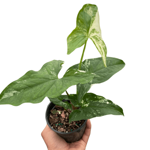 4 SYNGONIUM ALBO TEMP.Square c81e3f39 dc7b 4ff8 aa05 56e9997e6765