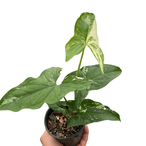 4 SYNGONIUM ALBO TEMP 0b79142c 7887 4997 82bf 4e8db3ead7e8