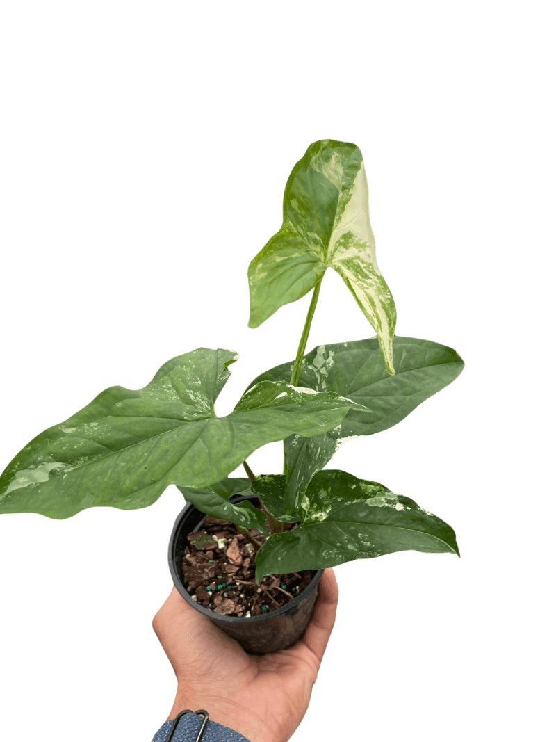 4 SYNGONIUM ALBO TEMP 0b79142c 7887 4997 82bf 4e8db3ead7e8