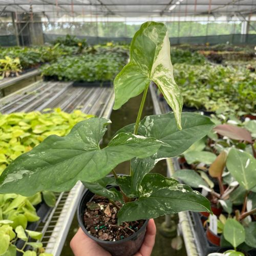 4 SYNGONIUM ALBO TEMP 72c858bd f78e 49d9 a6b8 58b3036a4f3d