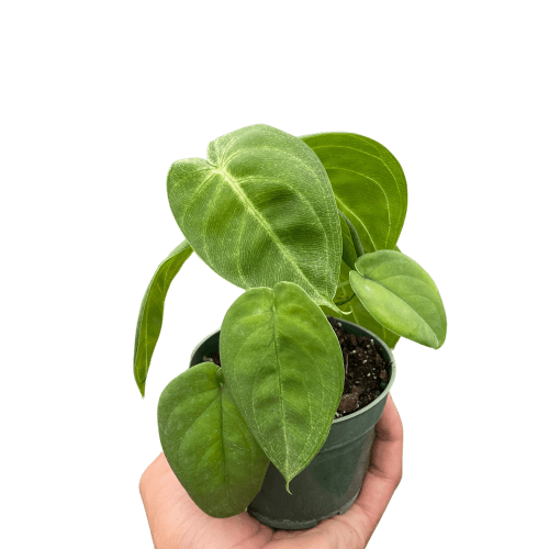 4 SYNGONIUM ICE.FROST TEMP 273d4999 17e4 4542 ad61 65917daf1ac3