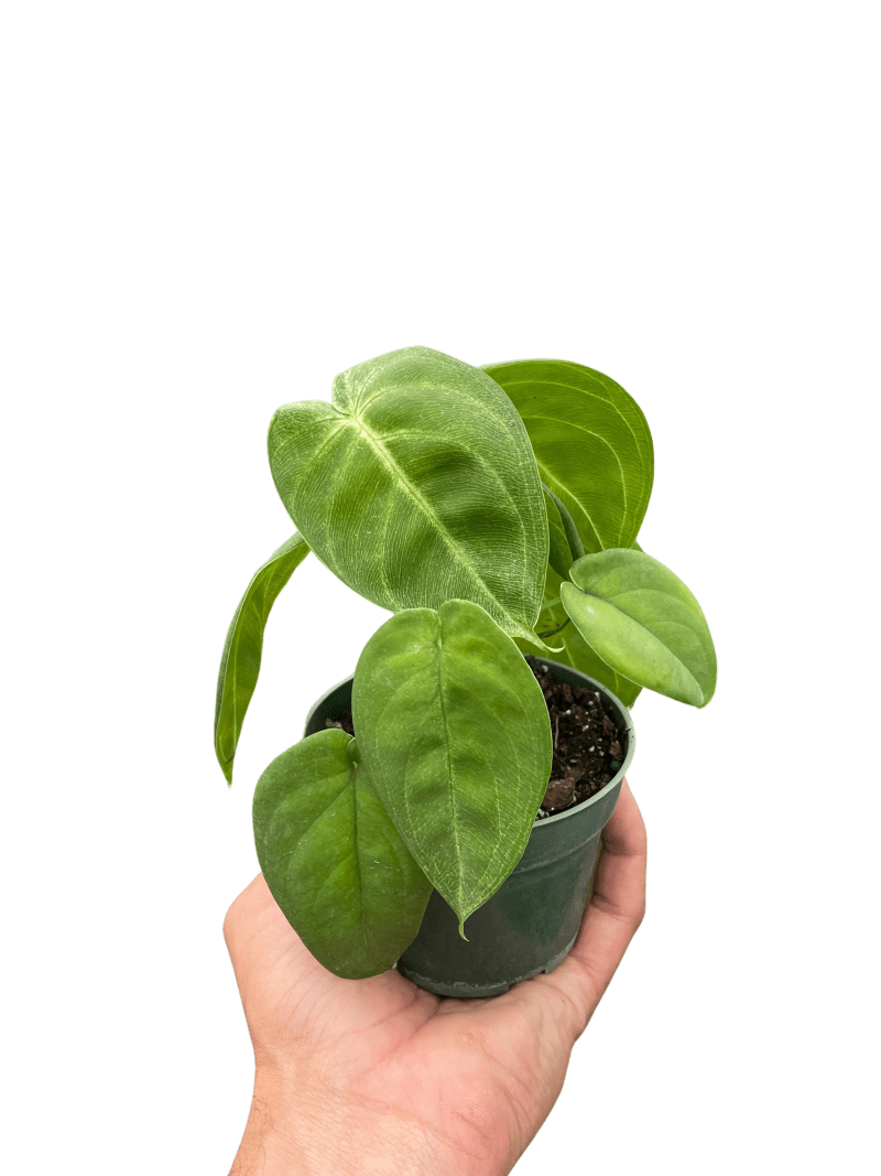 4 SYNGONIUM ICE.FROST TEMP 273d4999 17e4 4542 ad61 65917daf1ac3