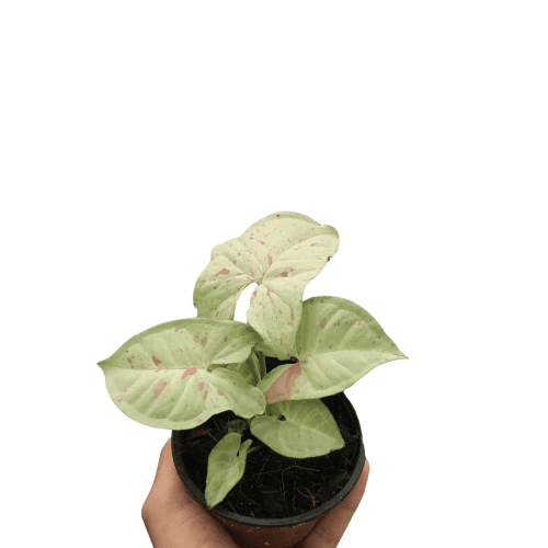 4 SYNGONIUM MILK.CONFETTI