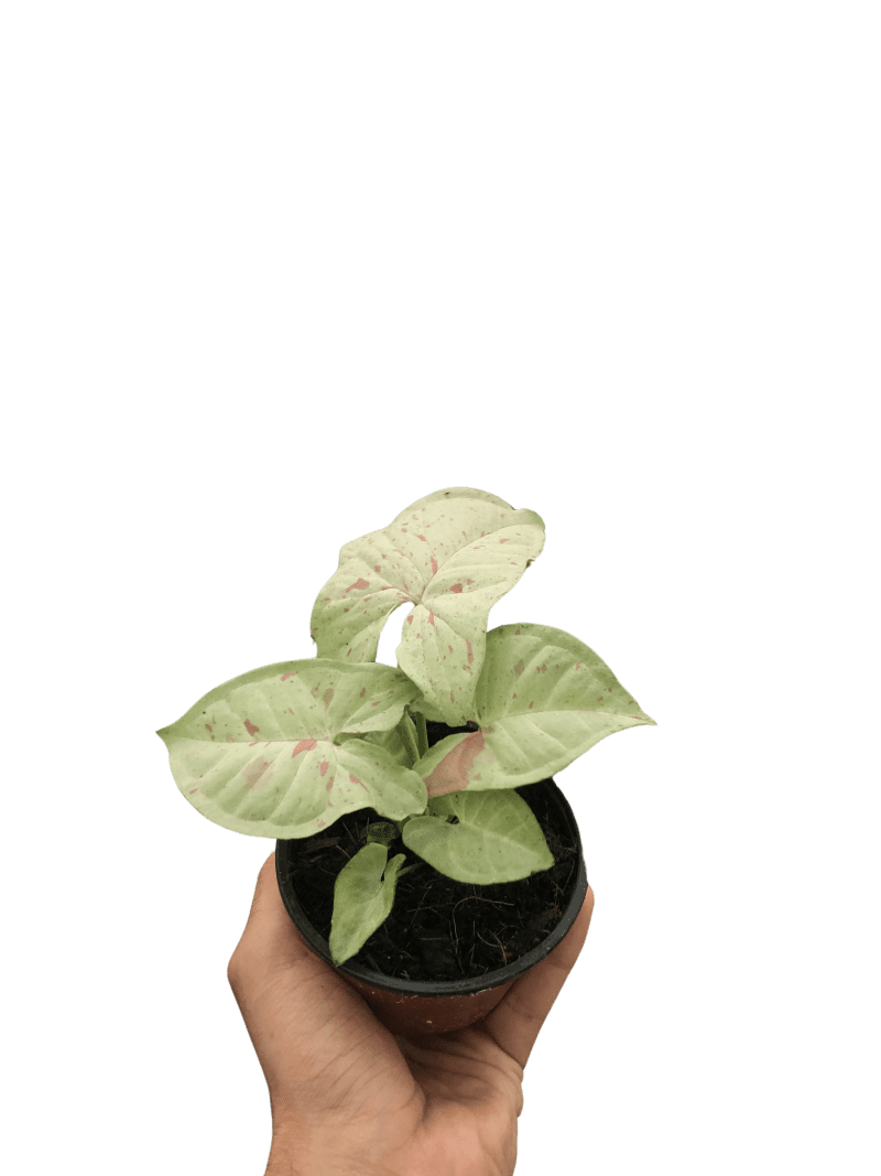 4 SYNGONIUM MILK.CONFETTI