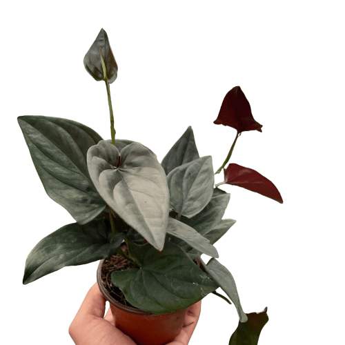 4 SYNGONIUM RED.ARROW TEMP