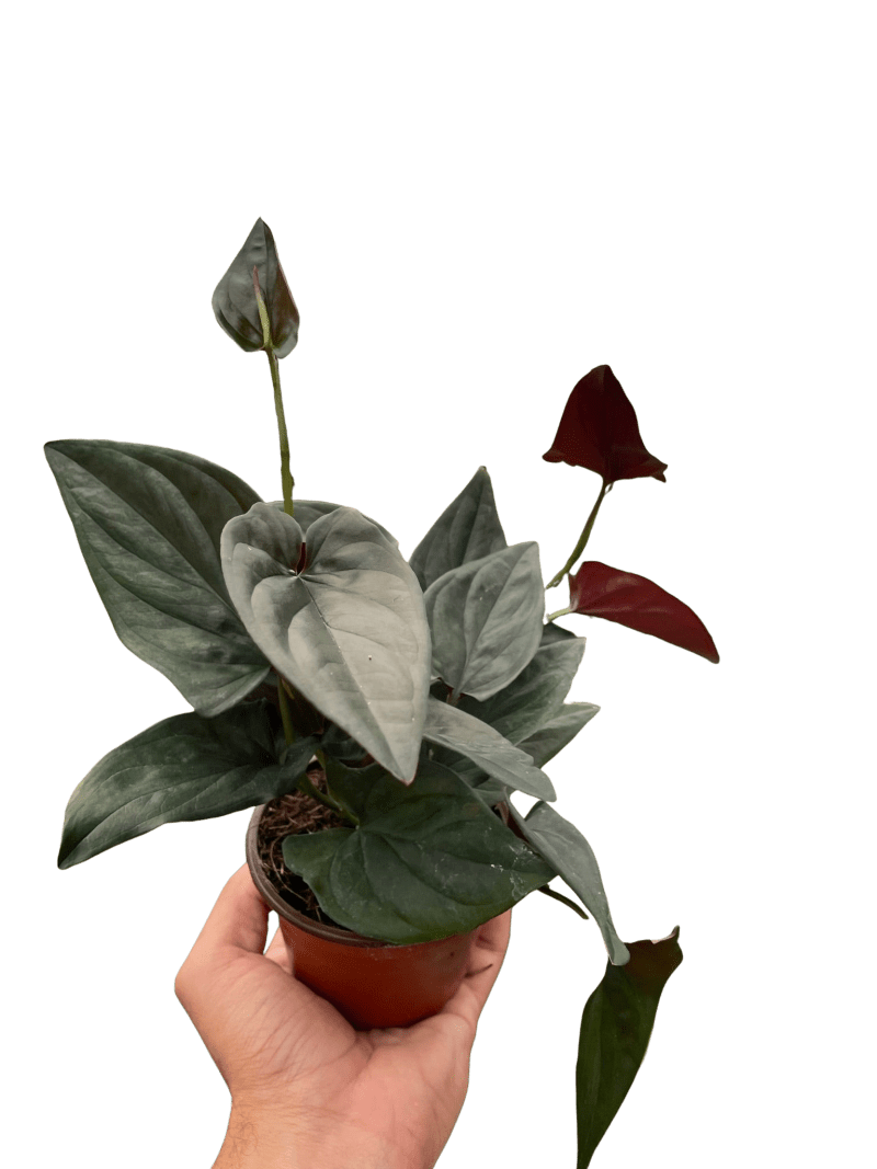 4 SYNGONIUM RED.ARROW TEMP