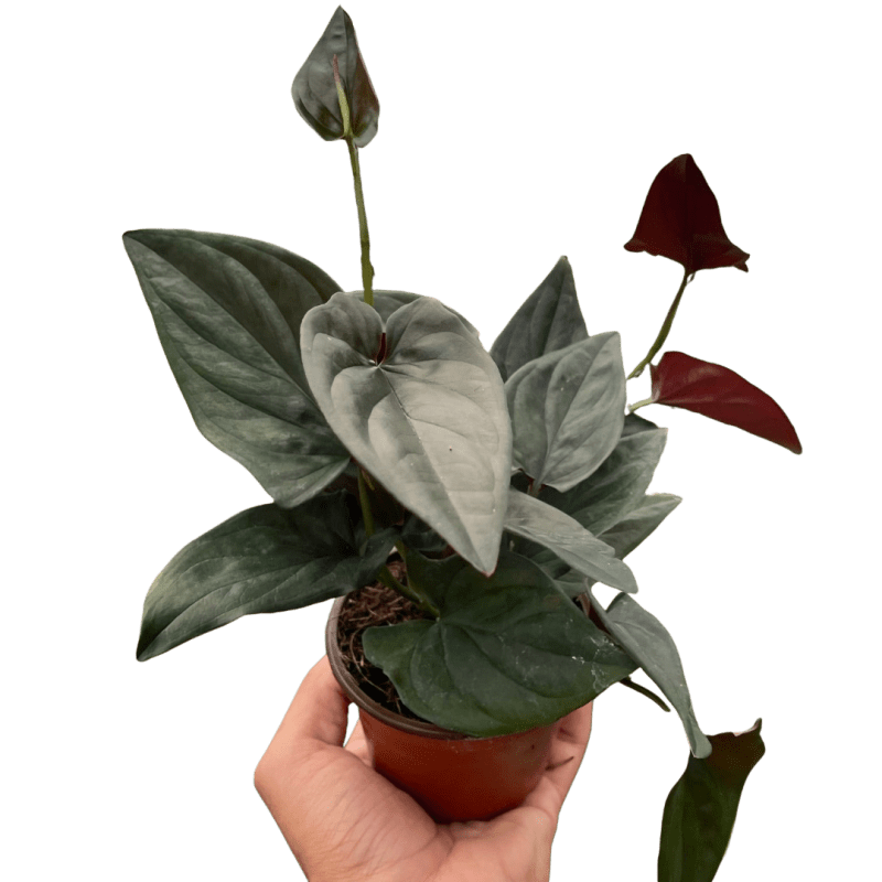 4 SYNGONIUM RED.ARROW TEMP.Square