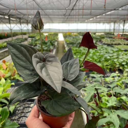 4 SYNGONIUM RED.ARROW TEMP 3a06b850 ac9f 45db 8148 08b17a6dcc69