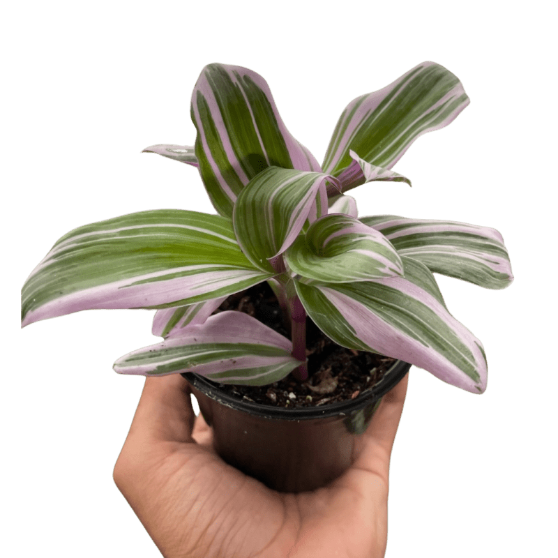 4 TRADESCANTIA NANOUK TEMP.Square