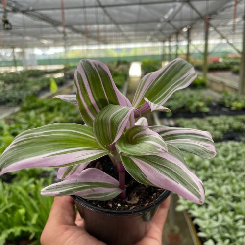 4 TRADESCANTIA NANOUK TEMP 0077b303 ba1f 4bba a13b 5a022d502c15