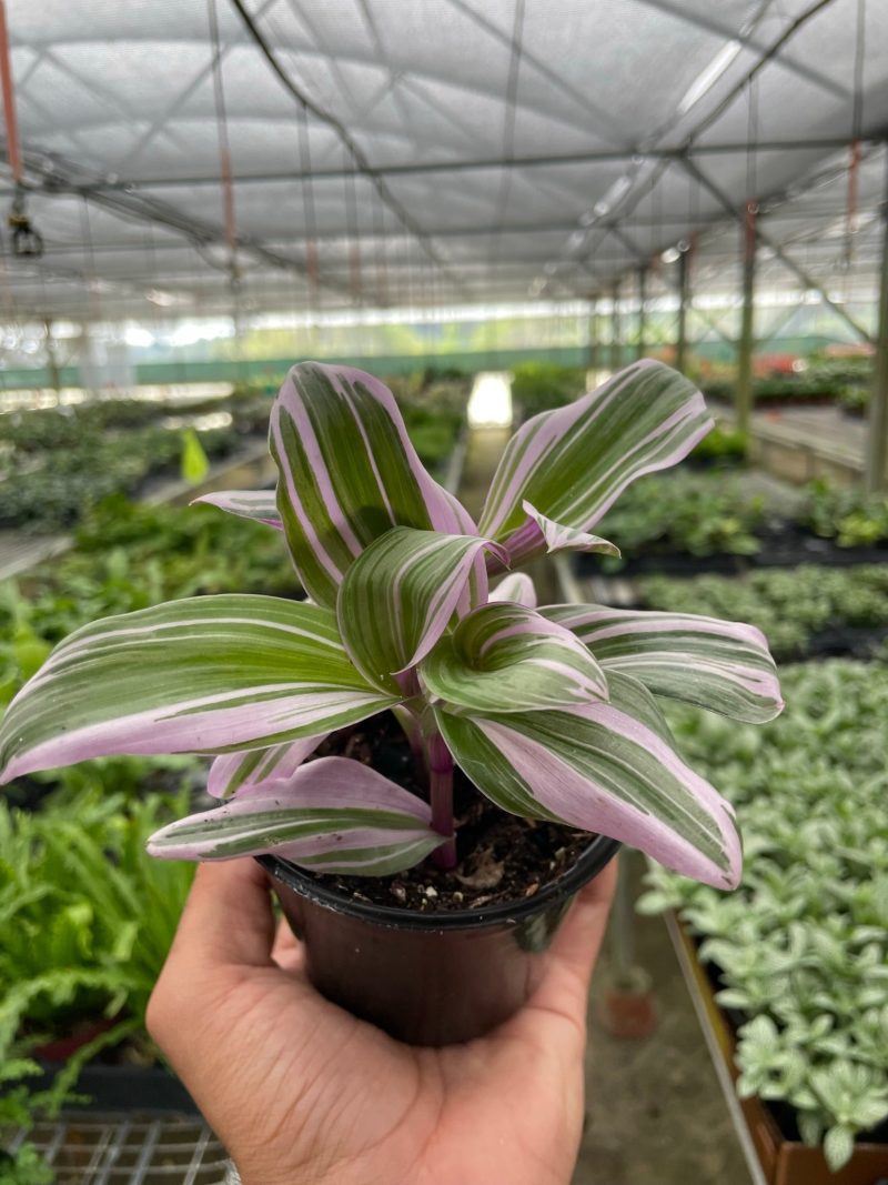 4 TRADESCANTIA NANOUK TEMP 0077b303 ba1f 4bba a13b 5a022d502c15