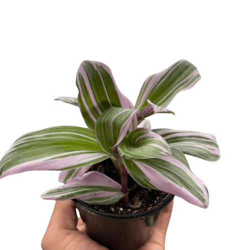 4 TRADESCANTIA NANOUK TEMP bb7a12d0 e1e9 4695 99eb db3a0dd46eff