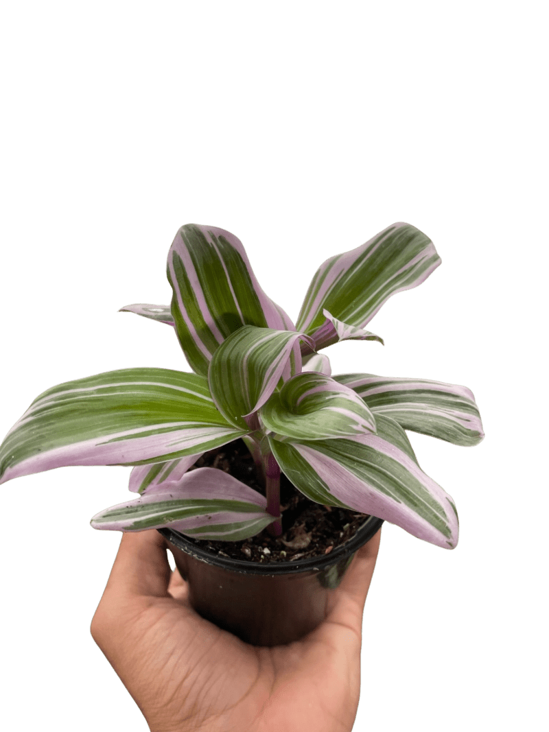 4 TRADESCANTIA NANOUK TEMP bb7a12d0 e1e9 4695 99eb db3a0dd46eff